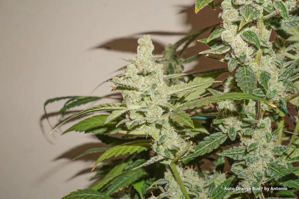 Auto-Orange-Bud-cannabis-seeds-feminized-frosty-budshot-resin-high-thc-bud