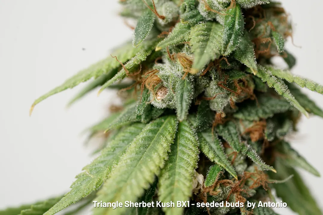 Triangle Sherbet Kush BX1 seeded buds by Antonio