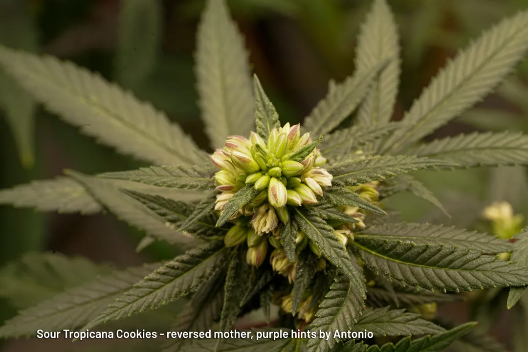 Sour Tropicana Cookies reversed mother with purple hints by Antonio