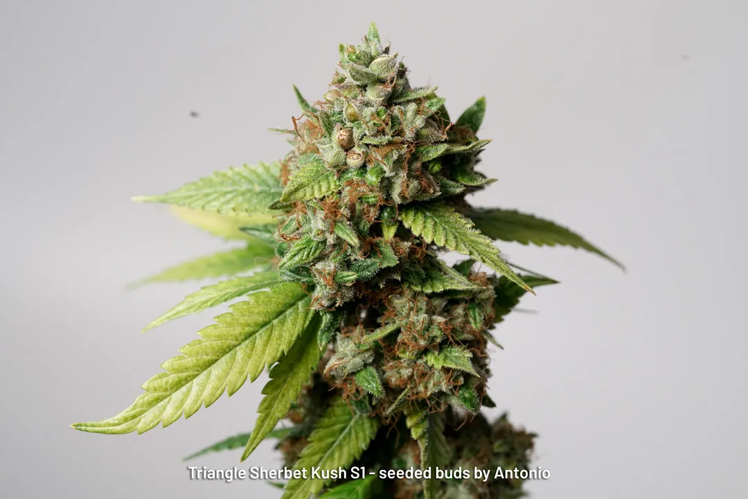 Triangle Sherbet Kush S1 seeded buds by Antonio