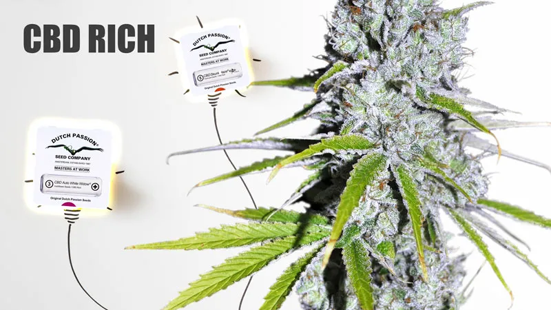 5 varieties of cannabis to boost your creativity cbd rich