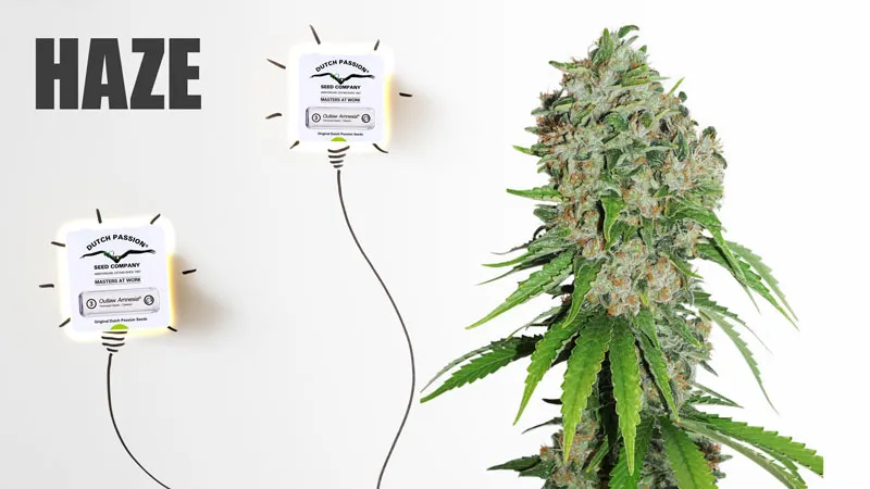 5 varieties of cannabis to boost your creativity Haze
