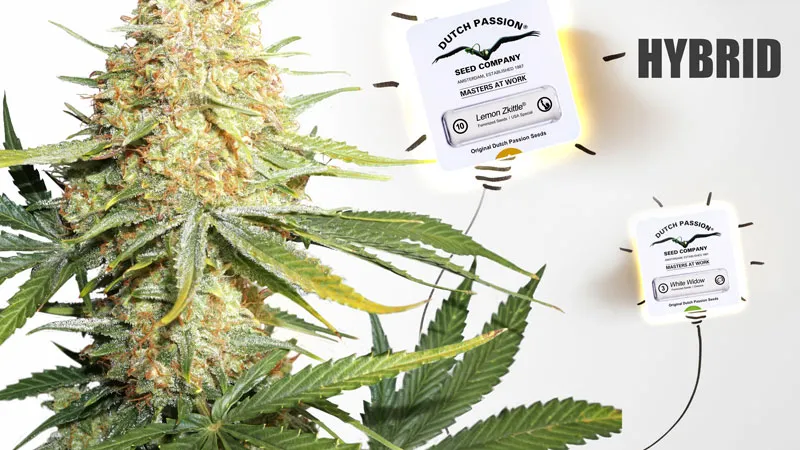 5 varieties of cannabis to boost your creativity hybrid
