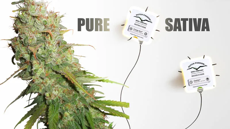 5 varieties of cannabis to boost your creativity pure sativa