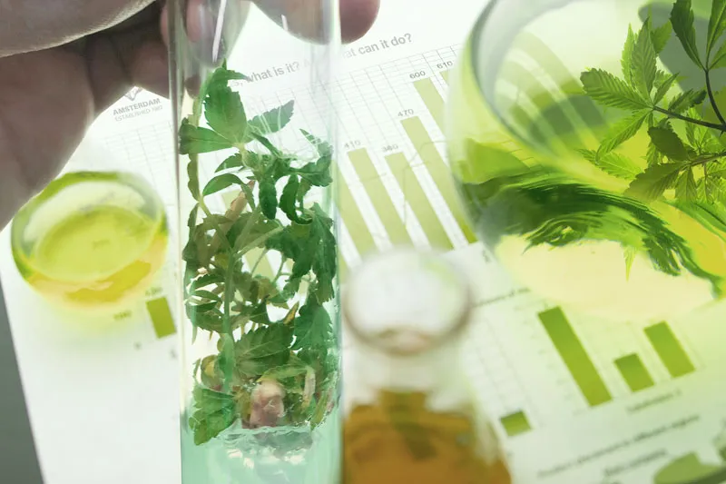 Vine cannabis is not in commercial cannabis seeds yet