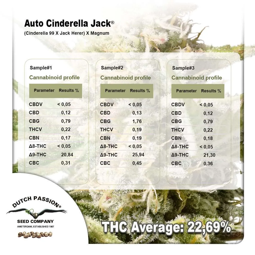 -    Wyniki badań laboratoryjnych odmiany Auto Cinderella Jack