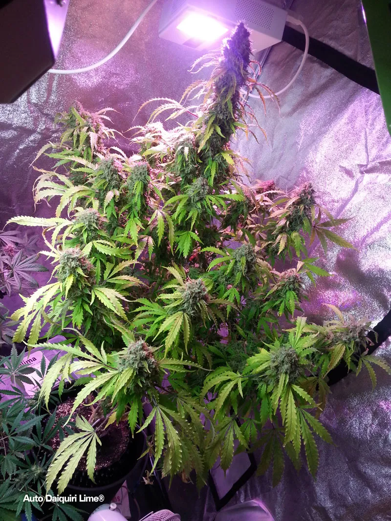 Auto Daiquiri Lime