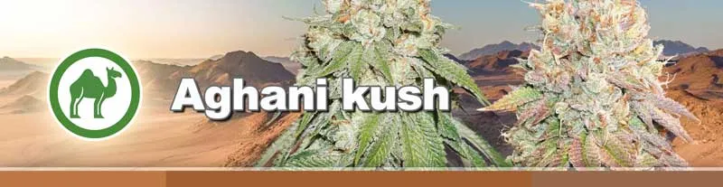 Dutch Passion Afghani Kush cannabis seeds