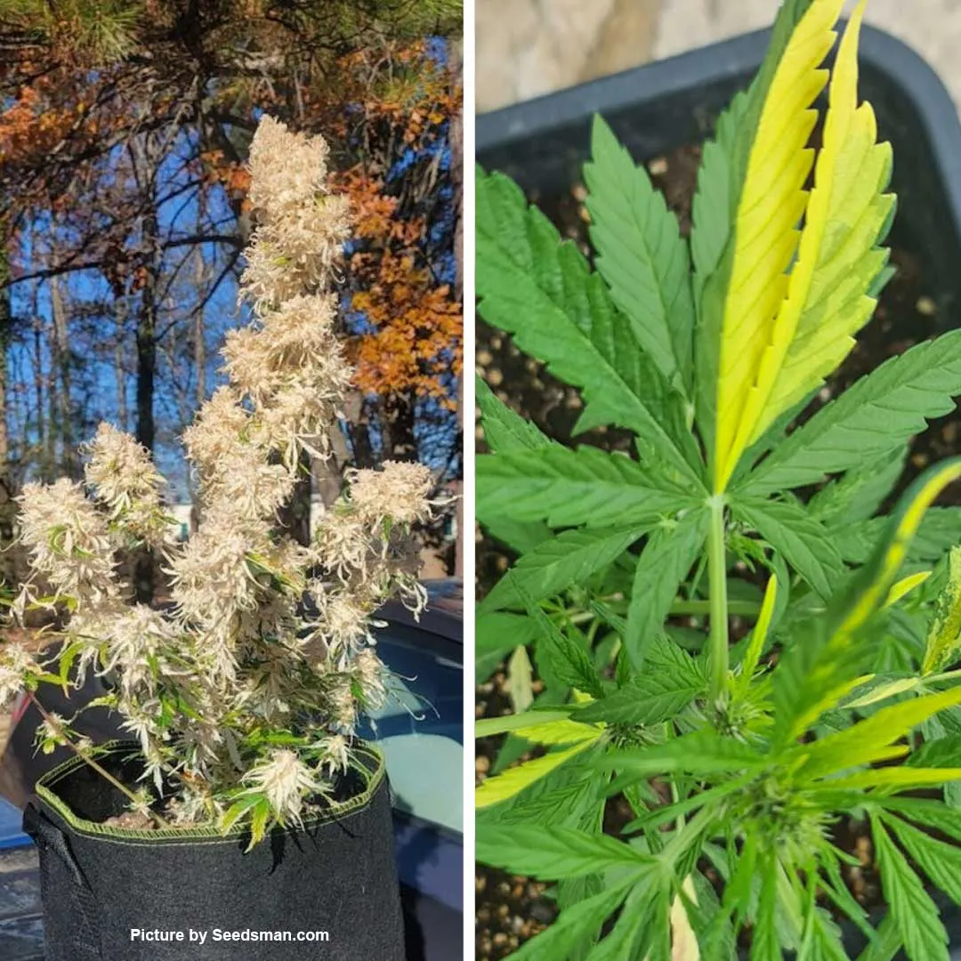 Albinism-and-cannabis-variegation-cannabis-mutation
