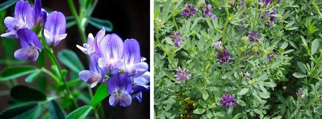 Alfalfa-plant-for-cannabis