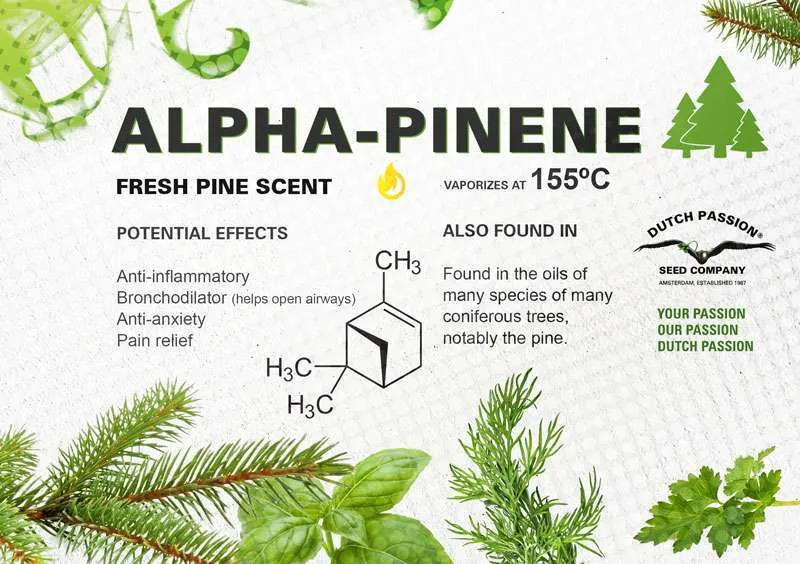 Alpha-pinene terpene profile