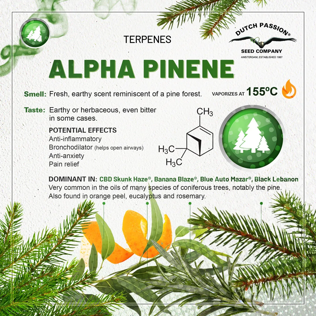 Alpha-Pinene cannabis terpene chart