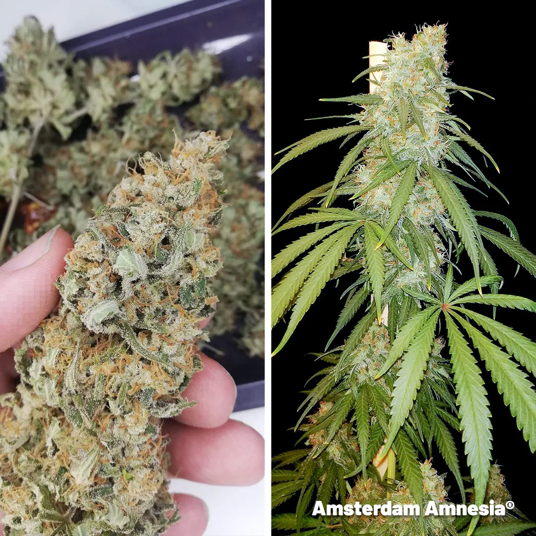 Amsterdam-Amnesia-Epic-potency-from-the-best-Amnesia-haze