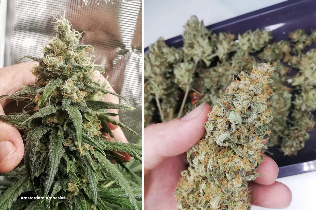 Amsterdam-Amnesia-cannabis-plants-seeds-xxl.