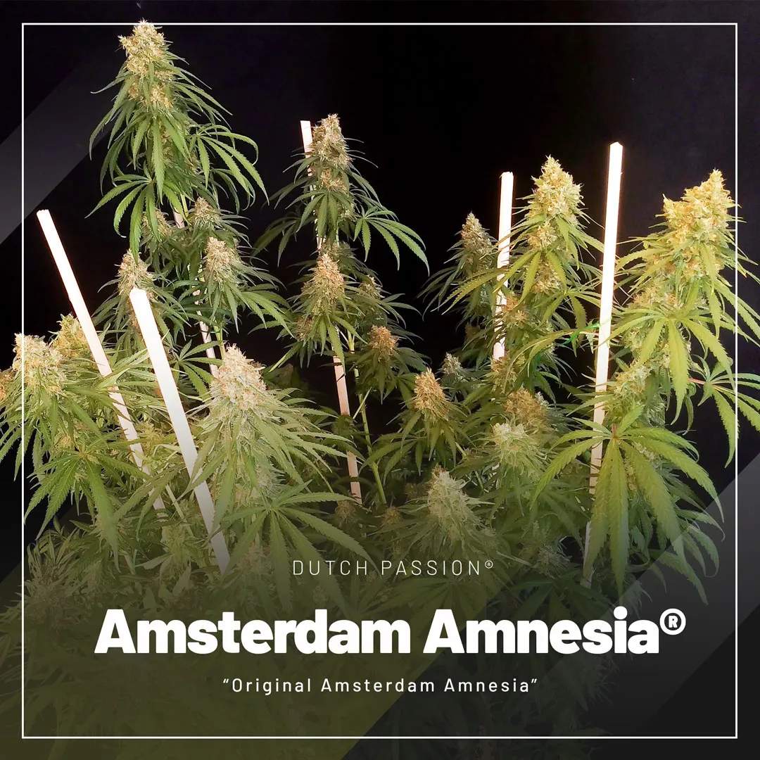 Amsterdam-Amnesia-cannabis-seeds-by-Dutch-Passion