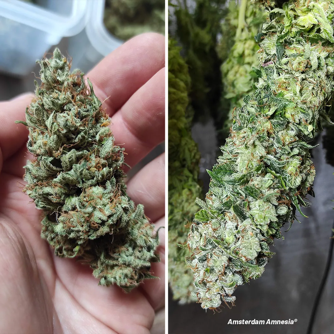 Amsterdam-Amnesia-cannabis-the-best-amnesia-ever-found