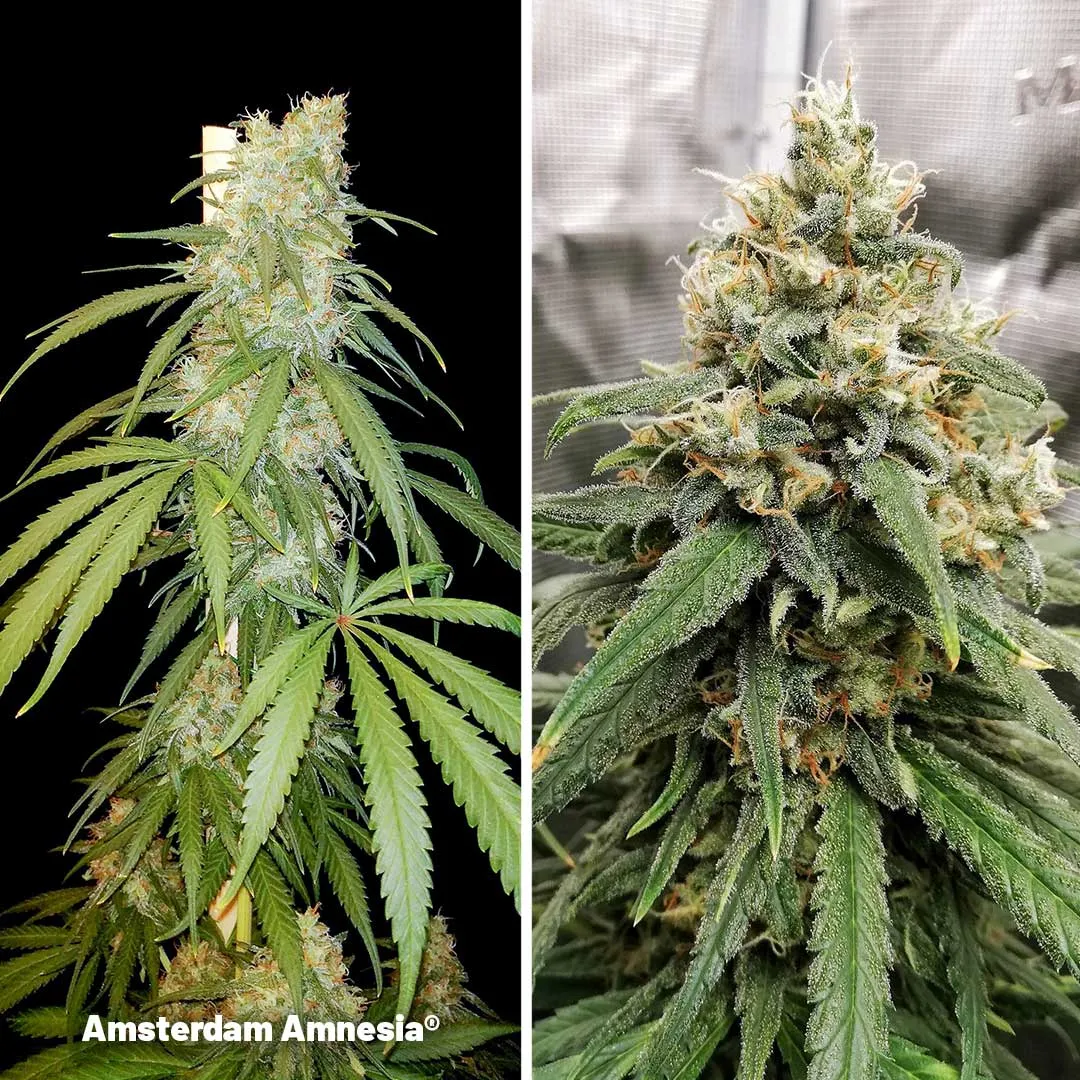 Amsterdam-Amnesia-cannabis-with-citrus-flavour
