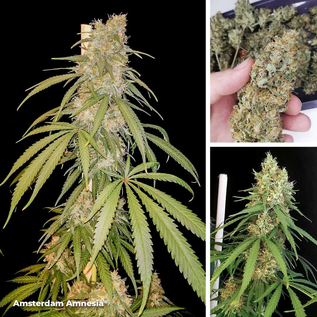 Amsterdam-Amnesia-dutch-passion-original-amnesia-haze-with-amazing-results