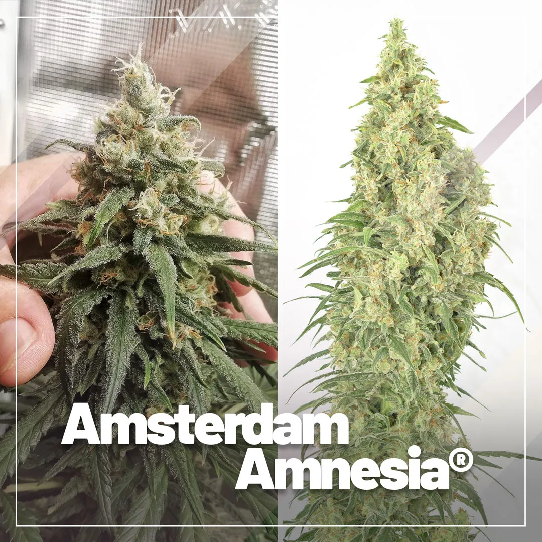 Amsterdam Amnesia, frosty Haze