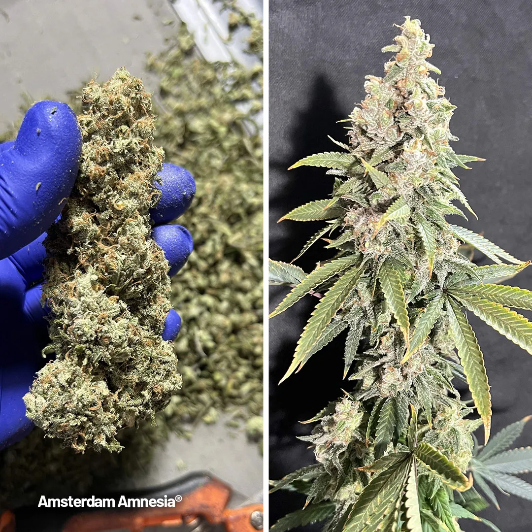 Guys trust me on this one , she is a must, a real must in any garden.