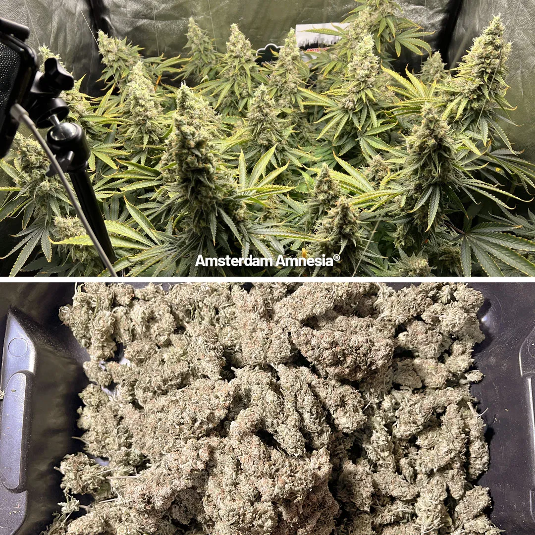 Amsterdam Amnesia was given a lengthy 9-week period of veg growth