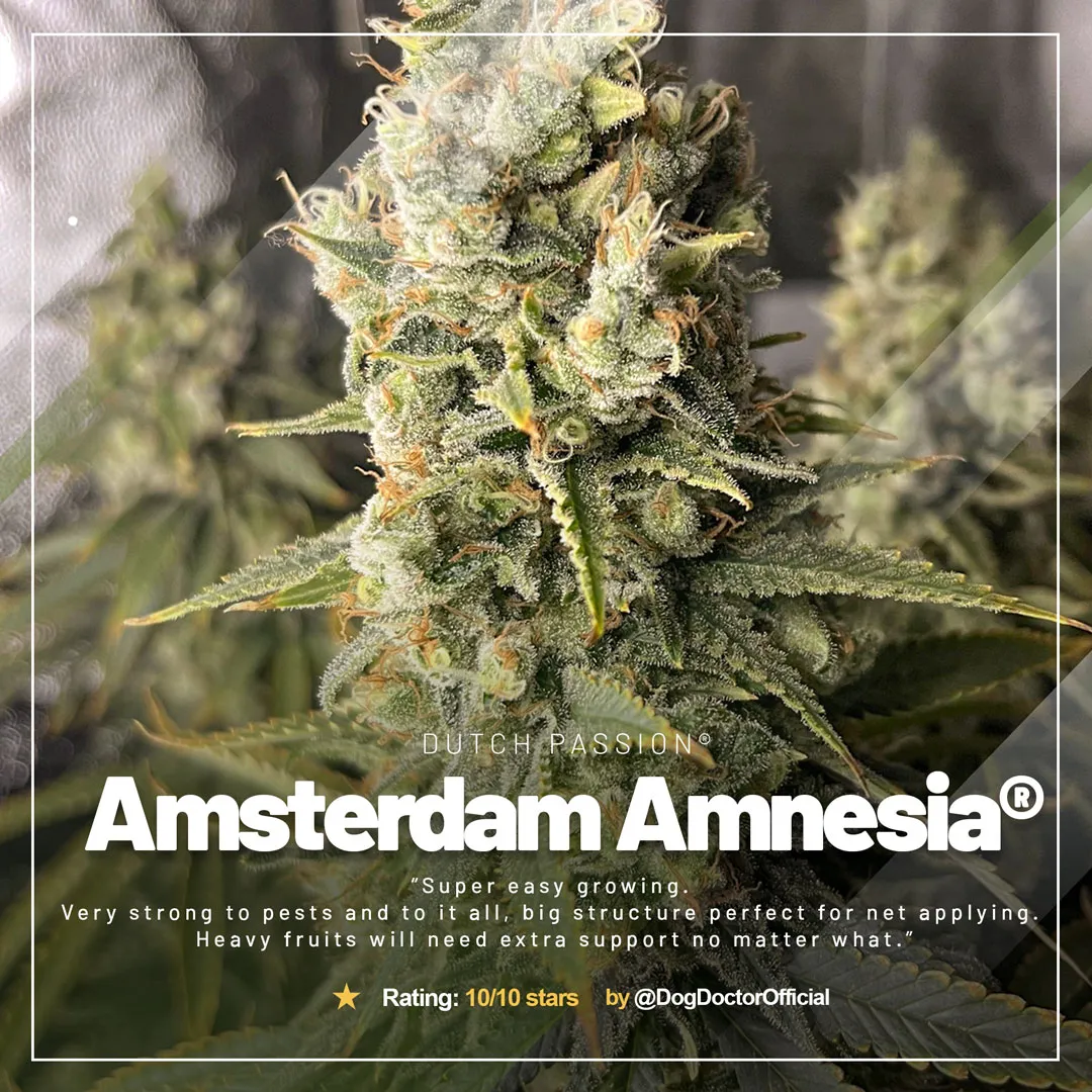 Amsterdam Amnesia autorstwa @DogDoctorOfficial