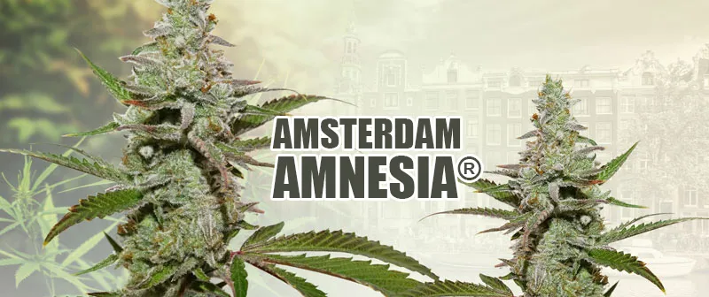 Amsterdam Amnesia