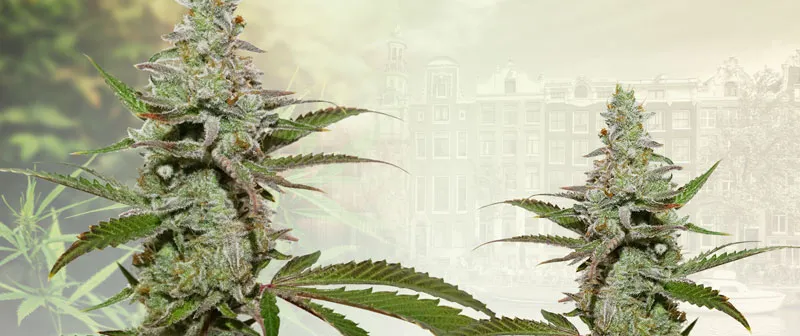 Dutch Passion Amsterdam Amnesia
