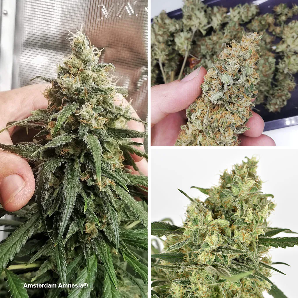 Amsterdam-Amnesia-top-feminised-varieties-from-2021