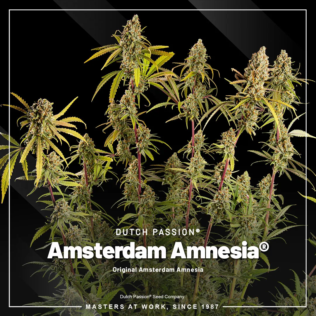 Amsterdam-Amnesia-wietzaadjes-cannabis-seeds
