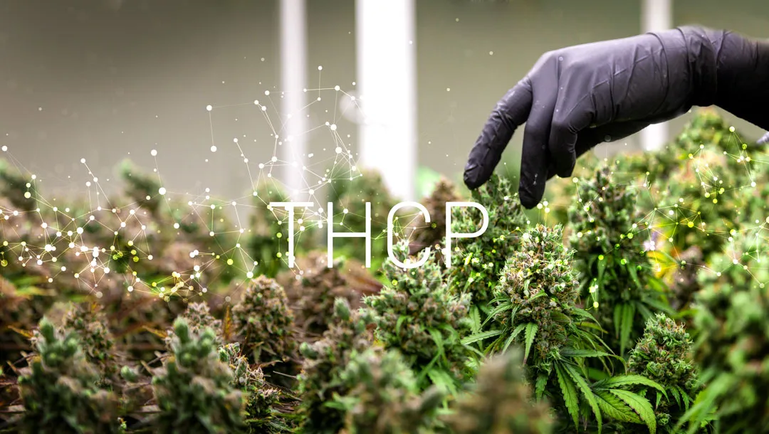 Are-there-THCP-rich-and-CBDP-rich-cannabis-strains