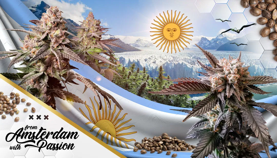 Argentina website live blog main image 800x478