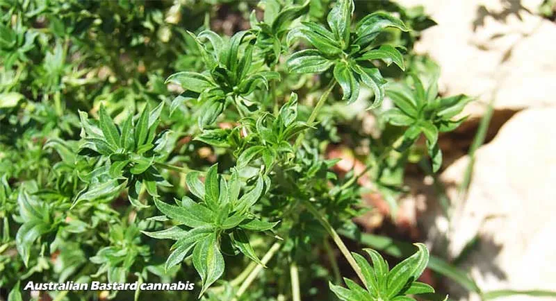 Australian Bastard cannabis or ABC