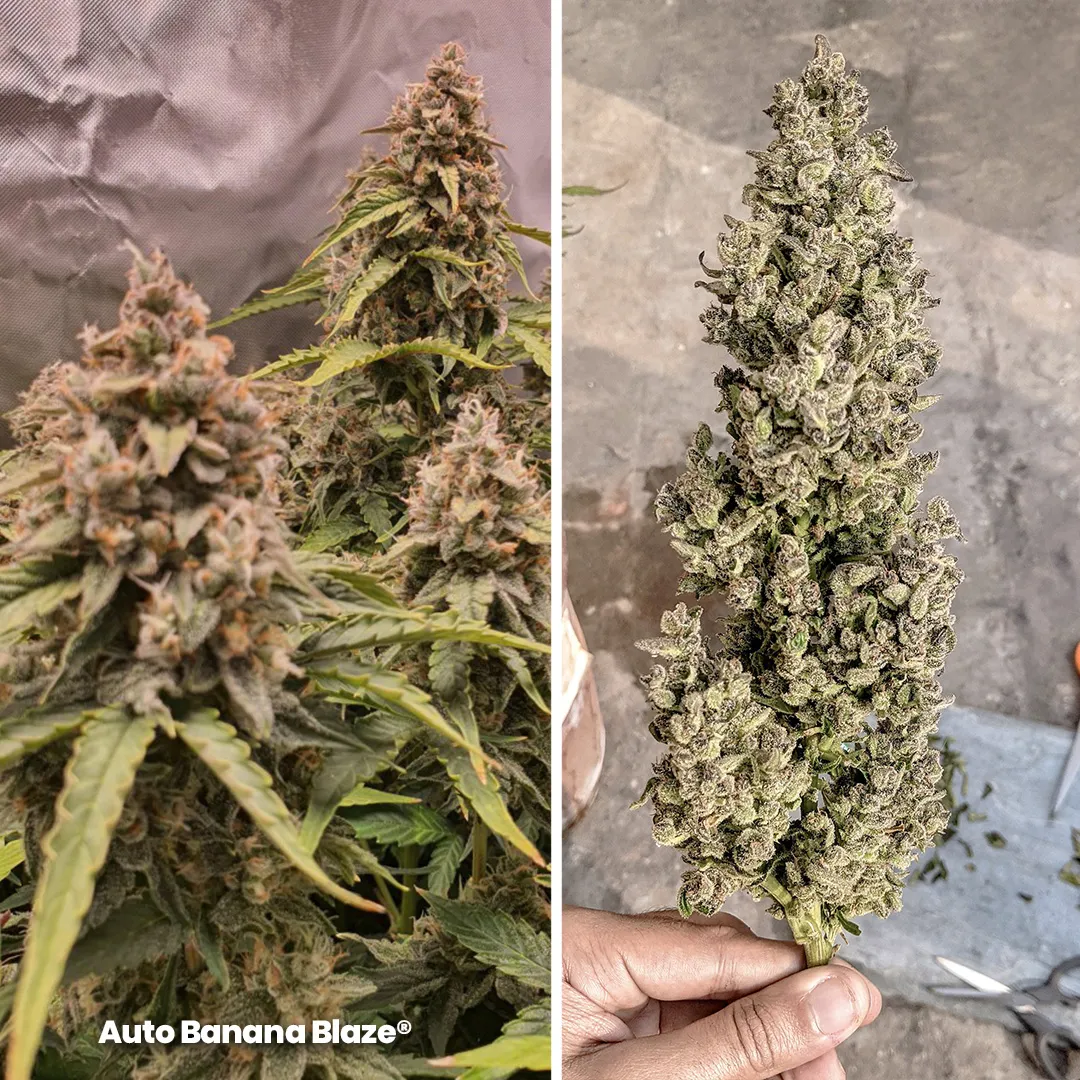Auto-Banana-Blaze-autoflower-by-dutch-passion