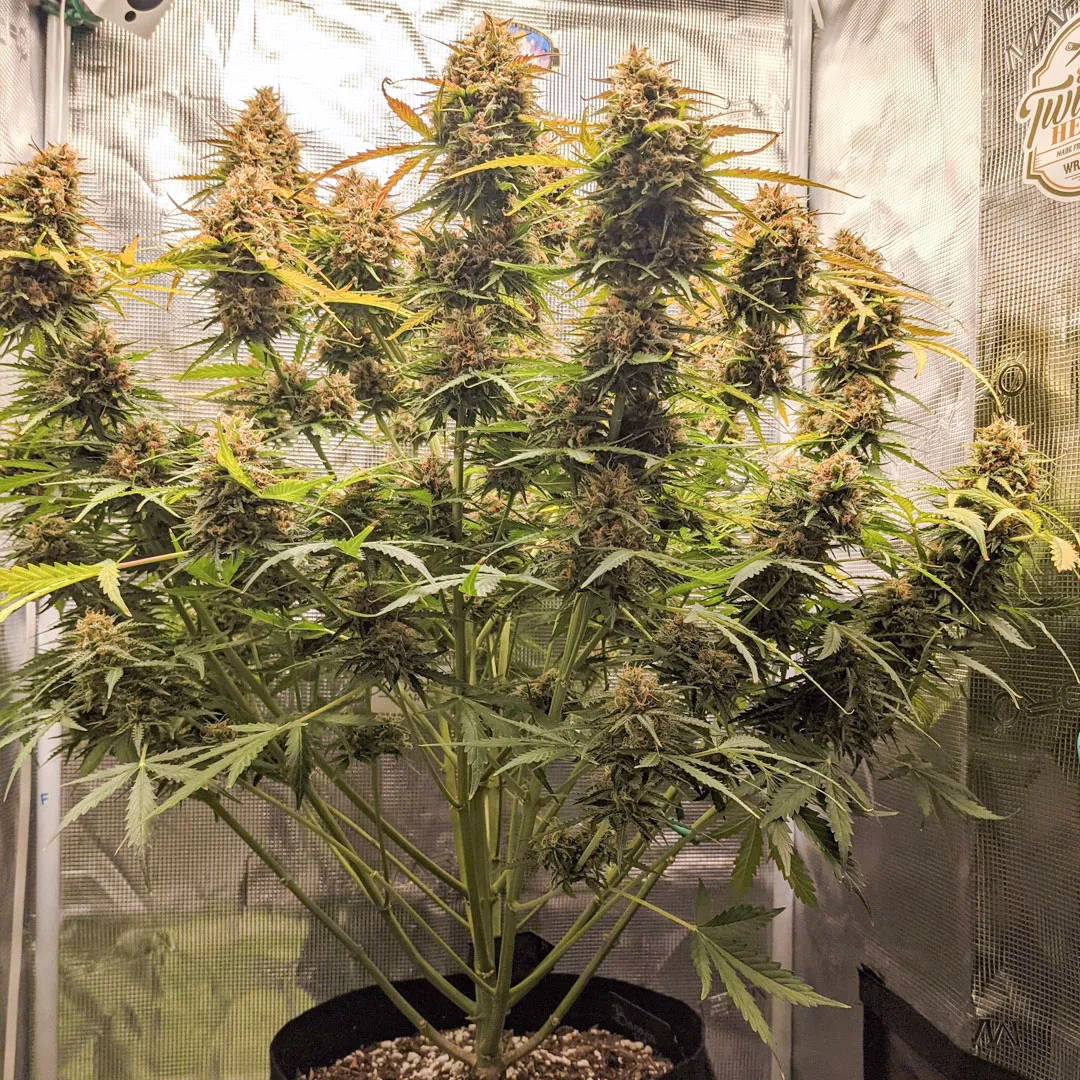 Auto-Banana-Blaze-autoflower-plant