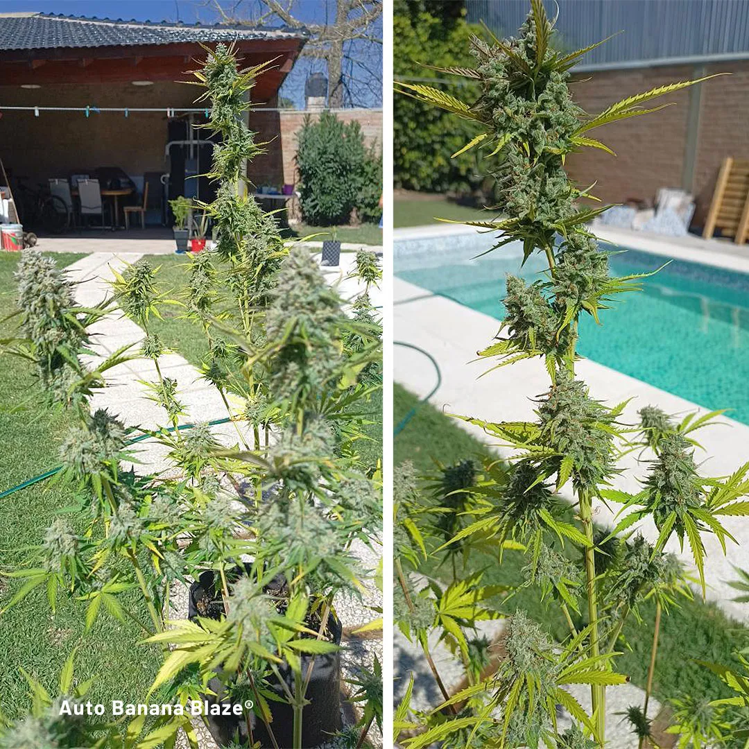 Auto-Banana-Blaze-cup-winning-cannabis