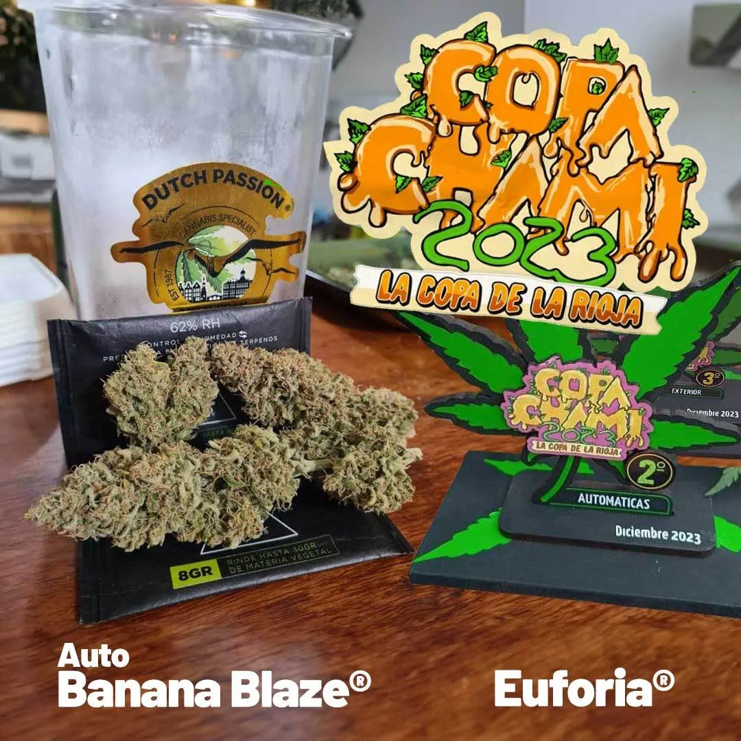 Auto-Banana-Blaze-cup-winning-cannabis-main-blog-image-IG