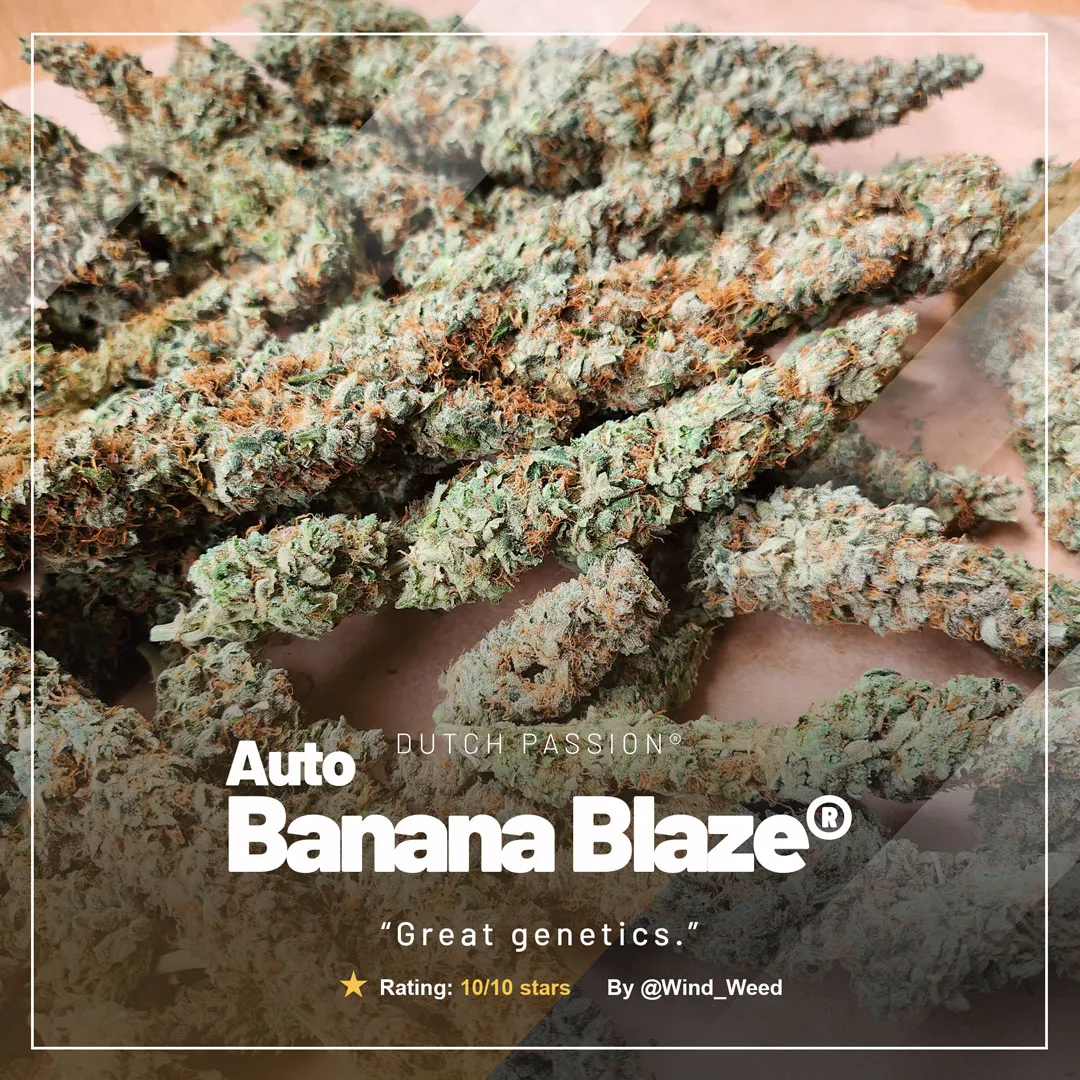 Auto-Banana-Blaze-frosty-buds-from-a-grower-on-growdiaries