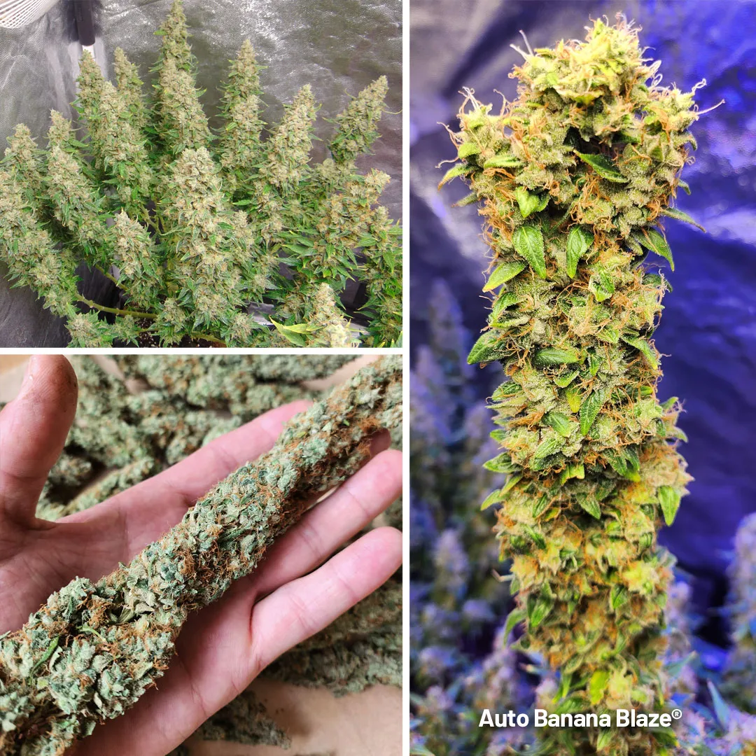 Auto-Banana-Blaze-frosty-overview-of-flowers-and-buds