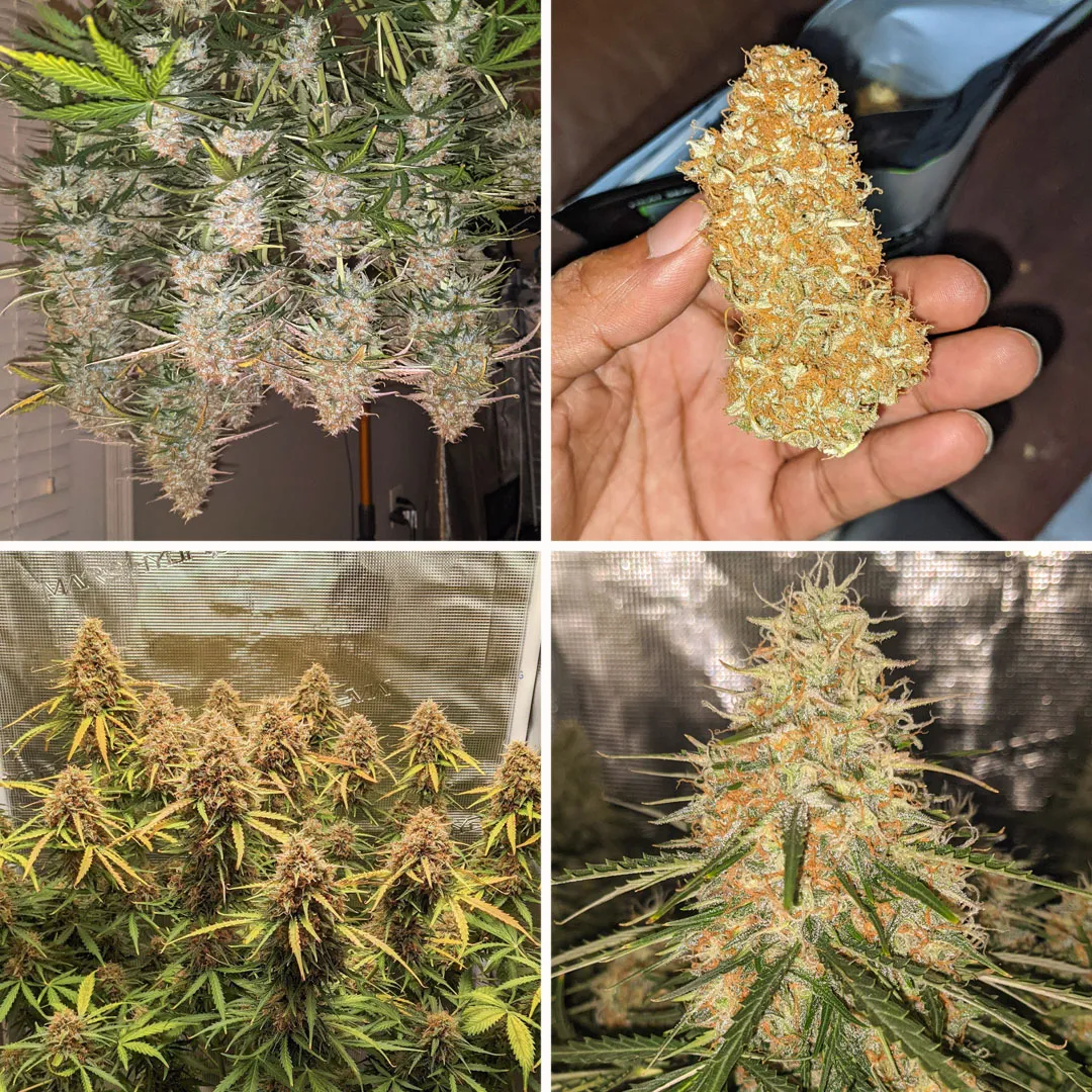 Auto-Banana-Blaze-grow-report-amazing-fat-buds