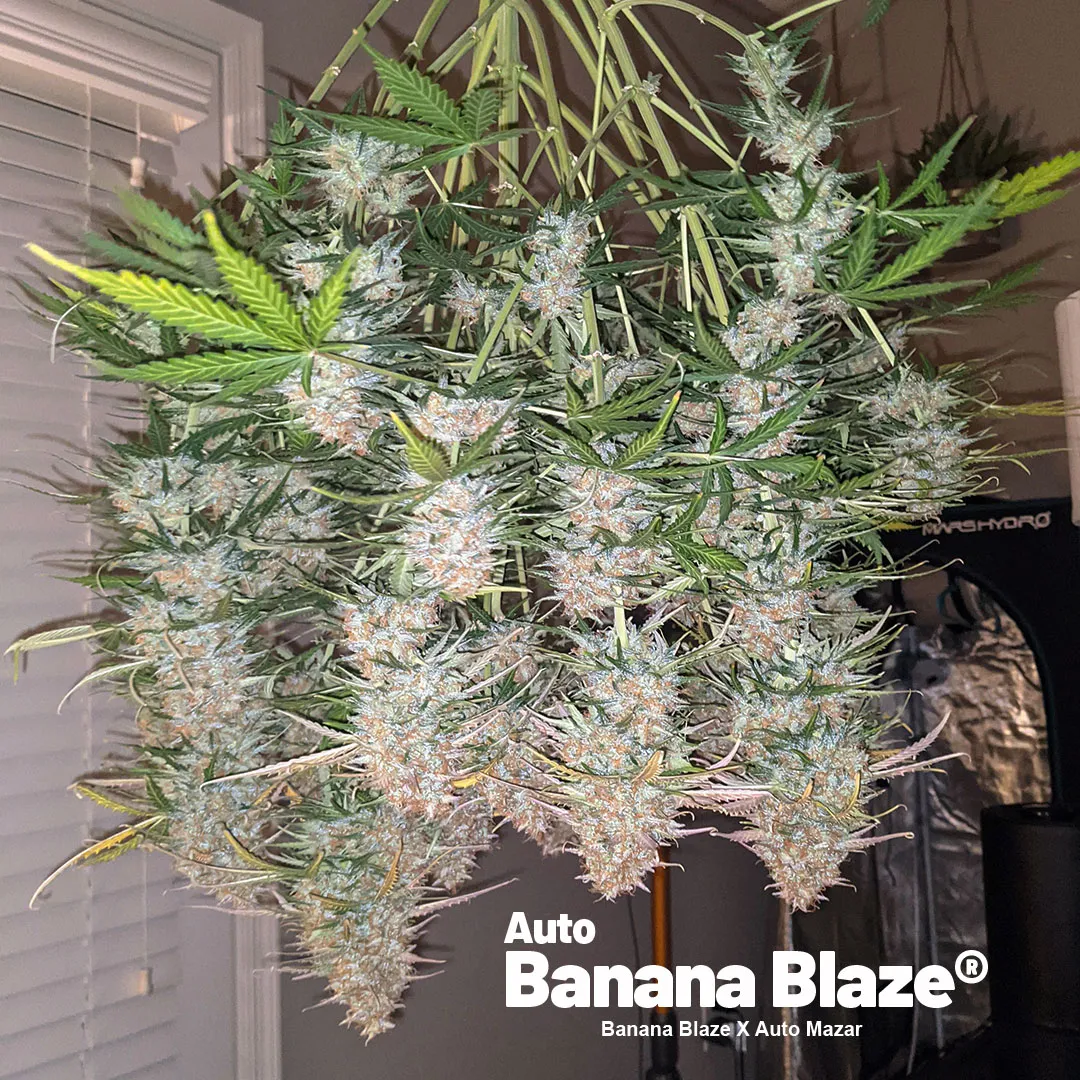 Auto-Banana-Blaze-winner-2023B