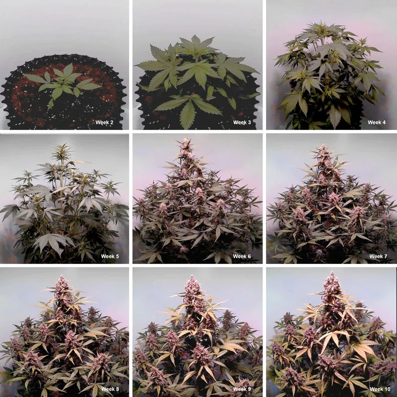 Auto Blackberry Kush growth cycle