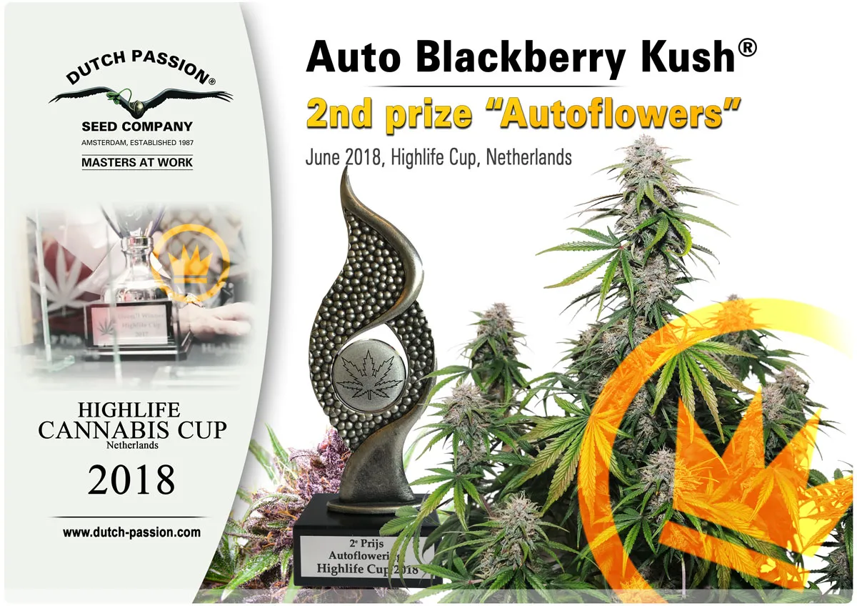 Auto Black Berry Kush Highlife Cup 2018