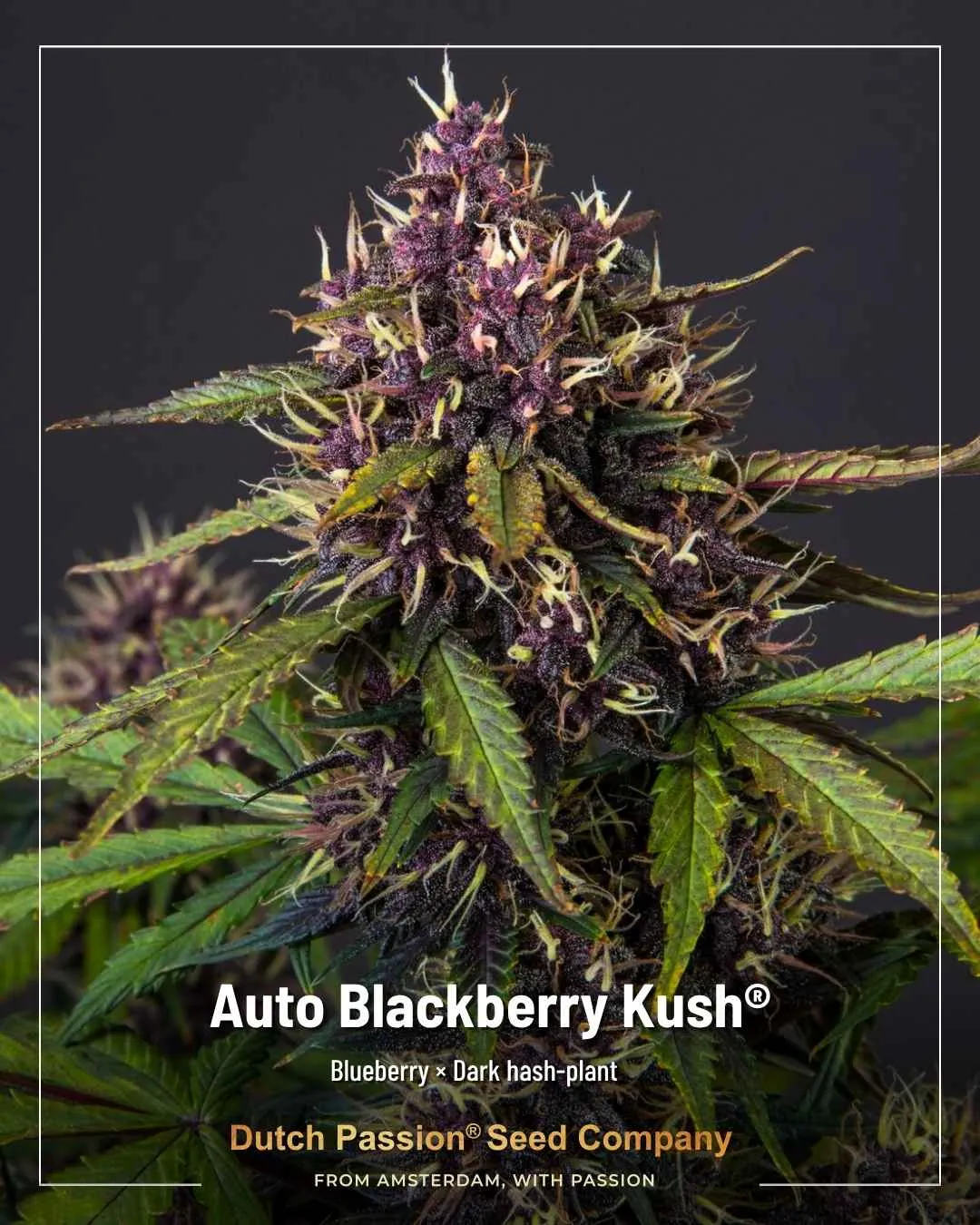 Auto Blackberry Kush Dutch Passion