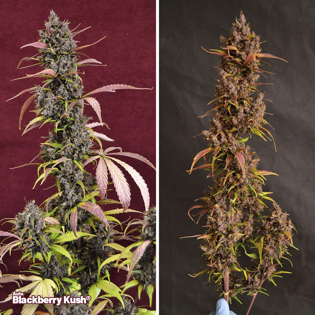 Auto-Blackberry-Kush-autoflower-by-dutch-passion-grow-review