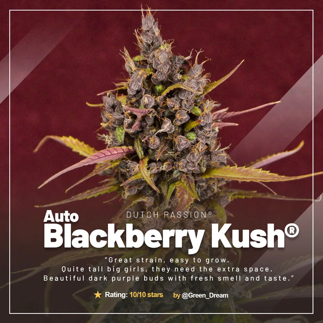 Auto-Blackberry-Kush-autoflower-by-dutch-passion-grow-review-A