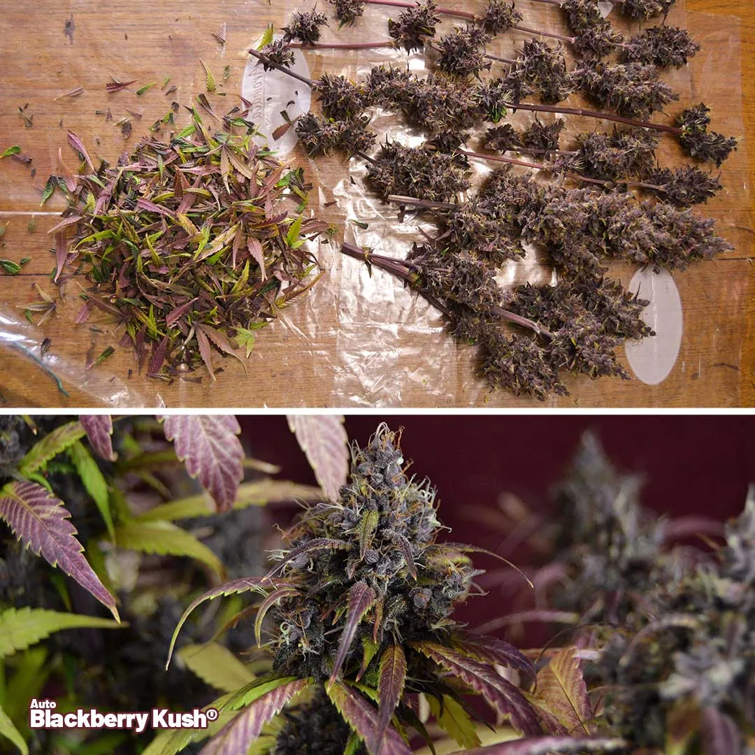 Auto-Blackberry-Kush-autoflower-by-dutch-passion-grow-review-B