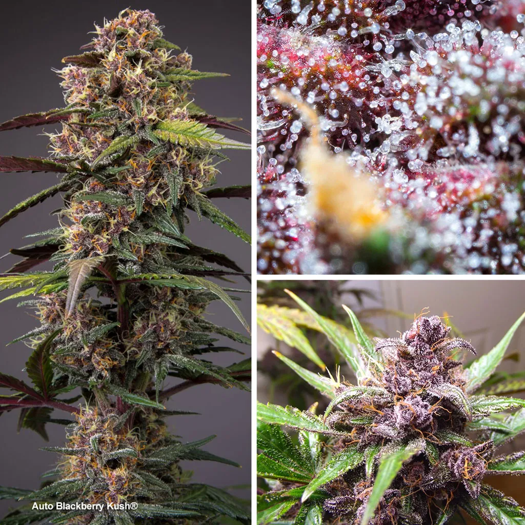 L’Auto Blackberry Kush, une culture rapide avec des gros rendements et des effets puissants