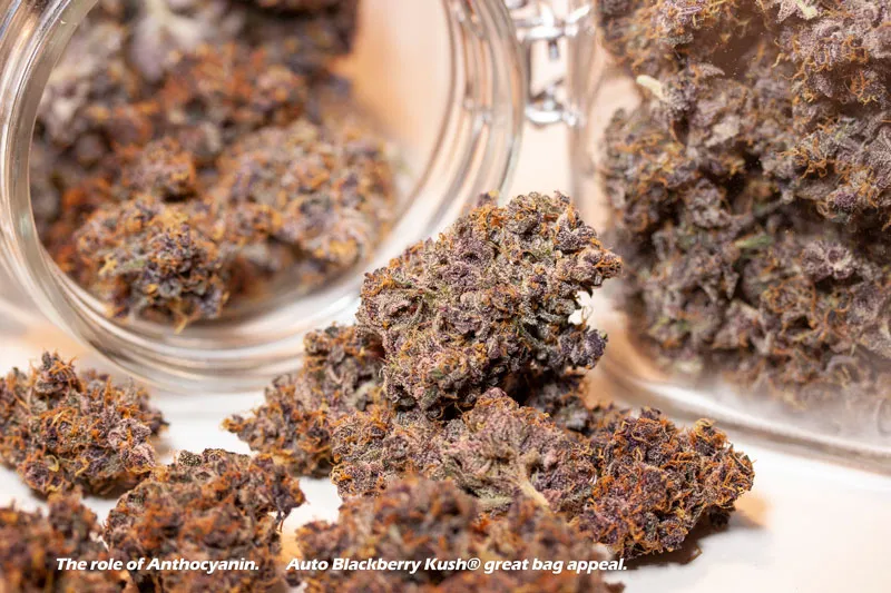 Anthocyanin makes this Auto Blackberry Kush purple