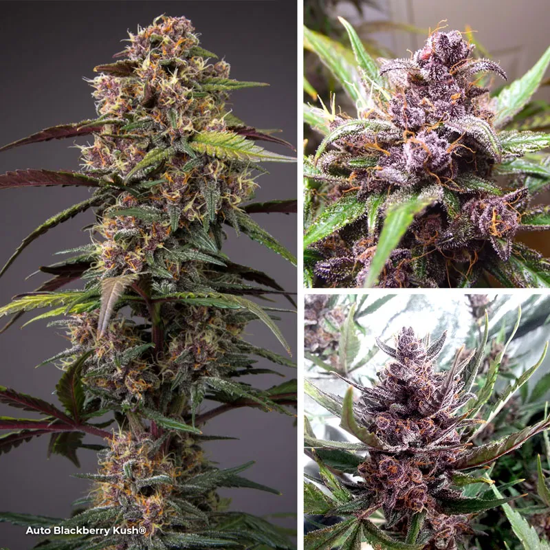 Auto Blackberry Kush, seed to harvest in 9 weeks
